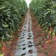 tomate bromure methyle Maroc 2013 08 01