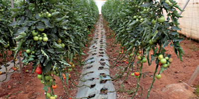 tomate bromure methyle Maroc 2013 08 01