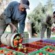 tomate export maroc 2013 10 29