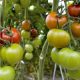 tomates Maroc primeurs 2013 10 03