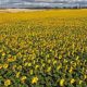 tournesol maroc oleagineuse