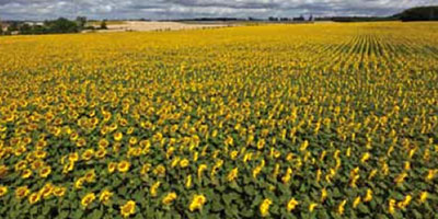 tournesol maroc oleagineuse