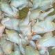 viande de volaille 2015 09 08