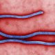 virus Ebola 2014 07 31