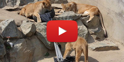 zoo jeans dechires 2014 07 17