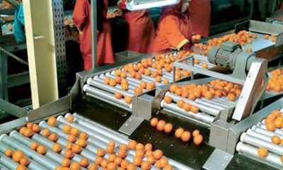 Exportations agrumes