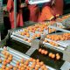 Exportations agrumes