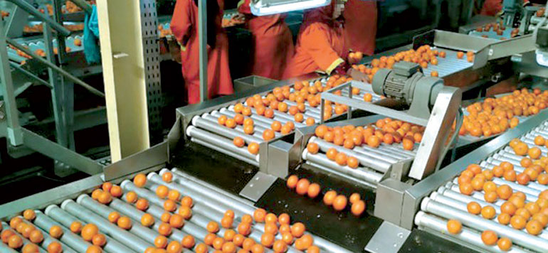 Exportations agrumes