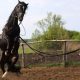 Metiers du cheval 2
