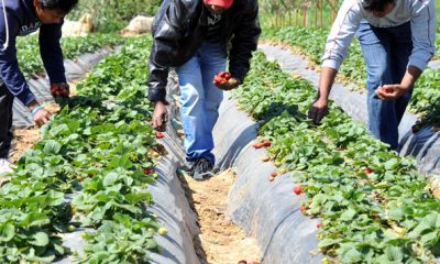 agregation Plan Maroc Vert