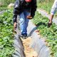 agregation Plan Maroc Vert