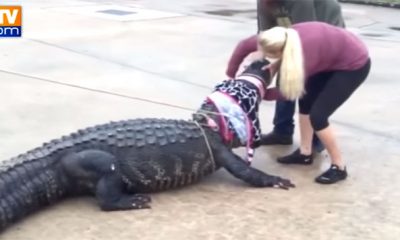 alligator USA