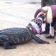 alligator USA