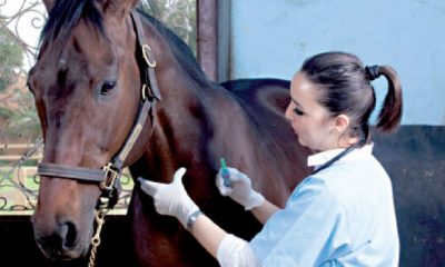 metiers du cheval