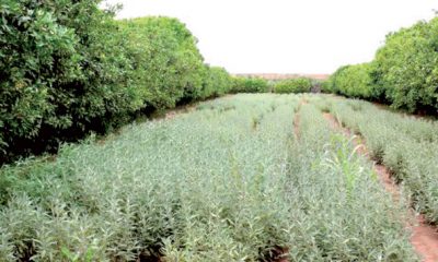 Plantes aromatiques et medicinales1