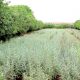 Plantes aromatiques et medicinales1