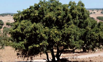 arganier a heure de la valorisation