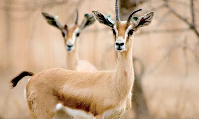 La gazelle