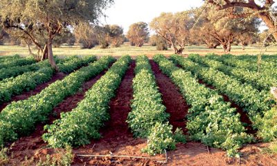 legumineuses alimentaires