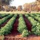 legumineuses alimentaires