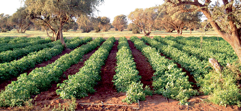 legumineuses alimentaires