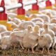 Aviculture