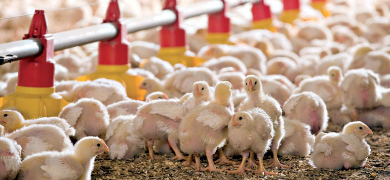Aviculture