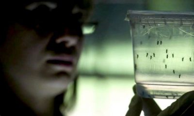 Zika