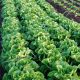 agriculture