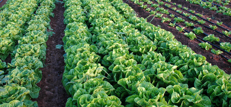 agriculture