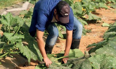 Agriculturer