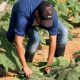 Agriculturer