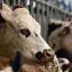 France La vache folle