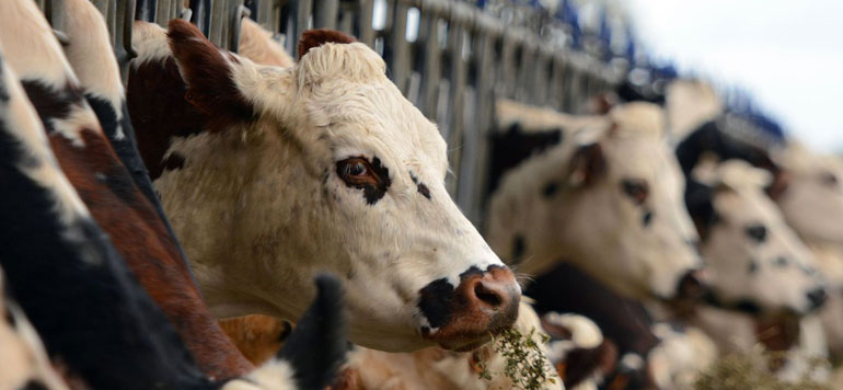 France La vache folle