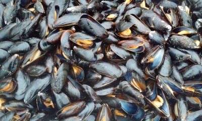 Coquillages