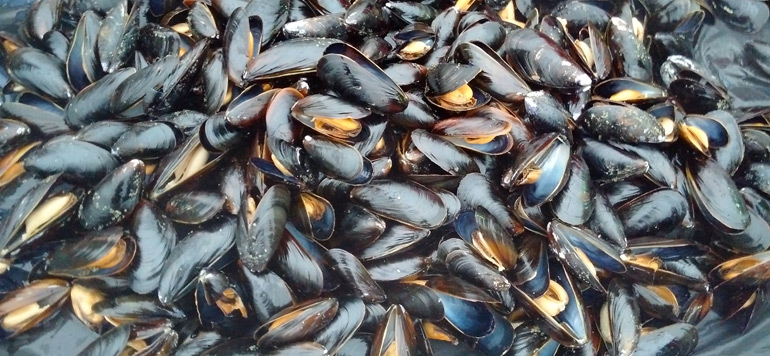 Coquillages