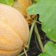 melon