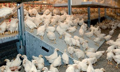 Prix du poulet