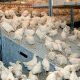 Prix du poulet