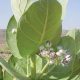developpement durable