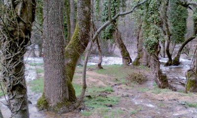 Un Centre pour les forets du Maroc