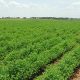 agriculture