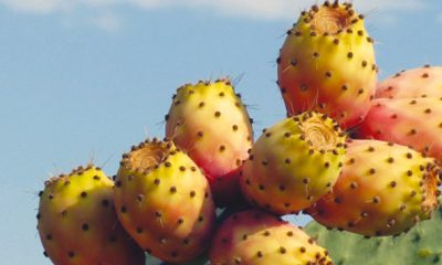 Le cactus marocain menace