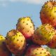 Le cactus marocain menace