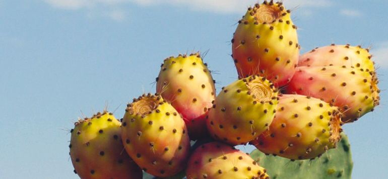 Le cactus marocain menace