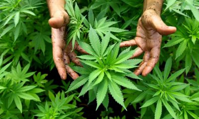 cannabis