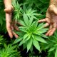 cannabis