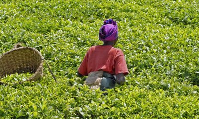 Developpement durable afrique