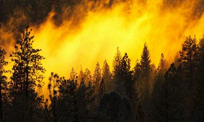 incendie foret