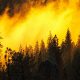 incendie foret